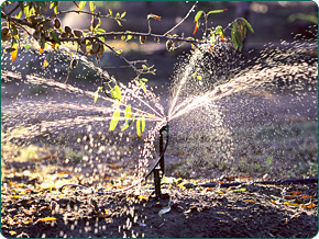 Gy�m�lcs�s�k �nt�z�se