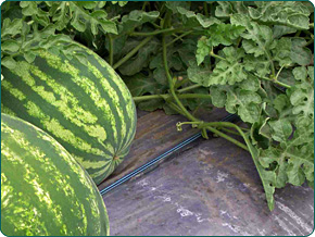 �nt�z�s sz�nt�f�ldi z�lds�gkult�r�kban csepegtet� szalaggal