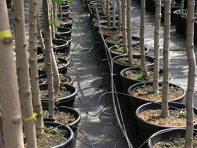 csepegtet� gomb�s �nt�z�rendszer faiskol�ban