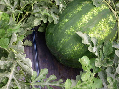 csepegtet� szalag �s g�r�gdinnye